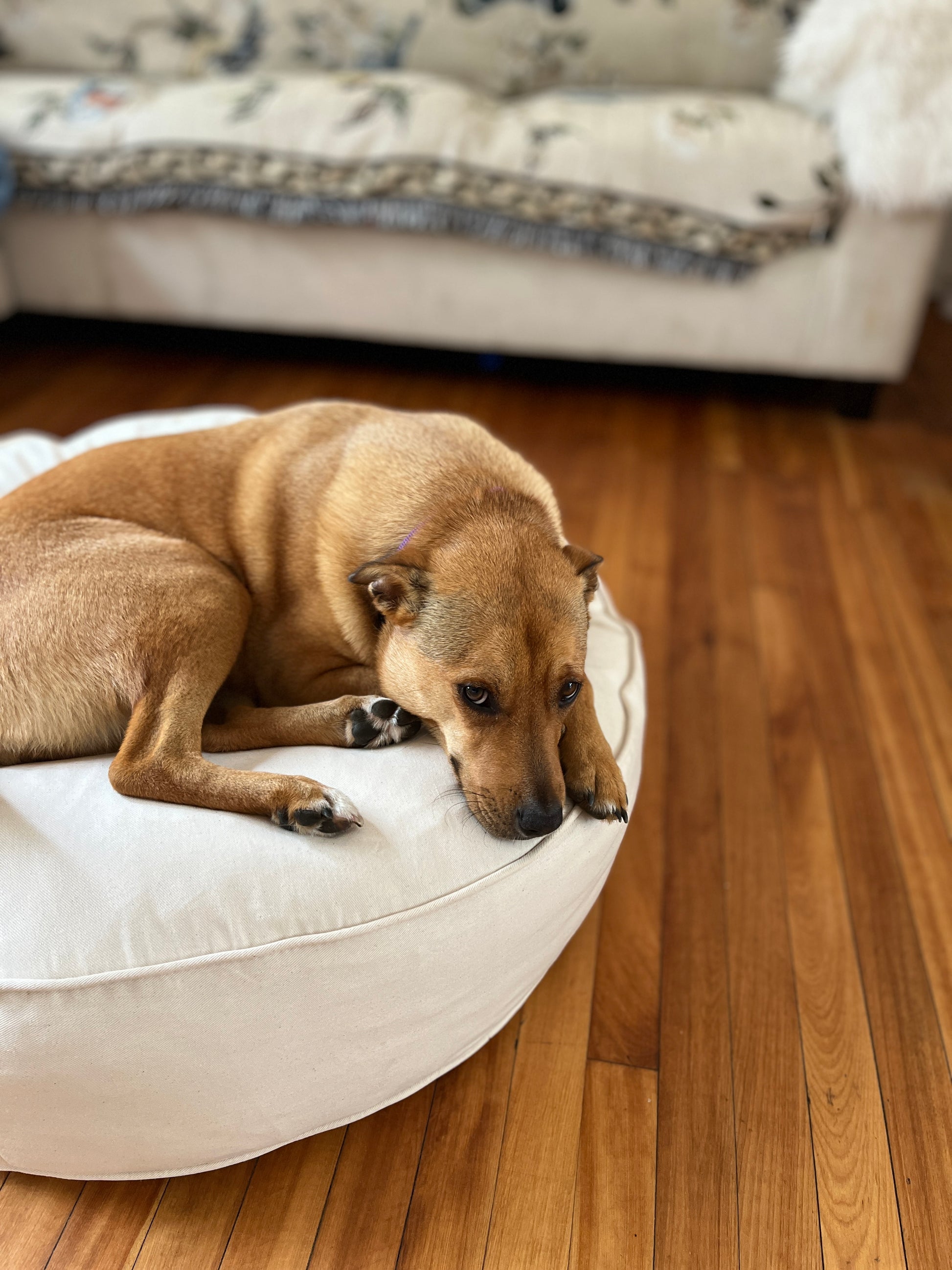 Dog Bed Premium Durable Heavy Duty Soft