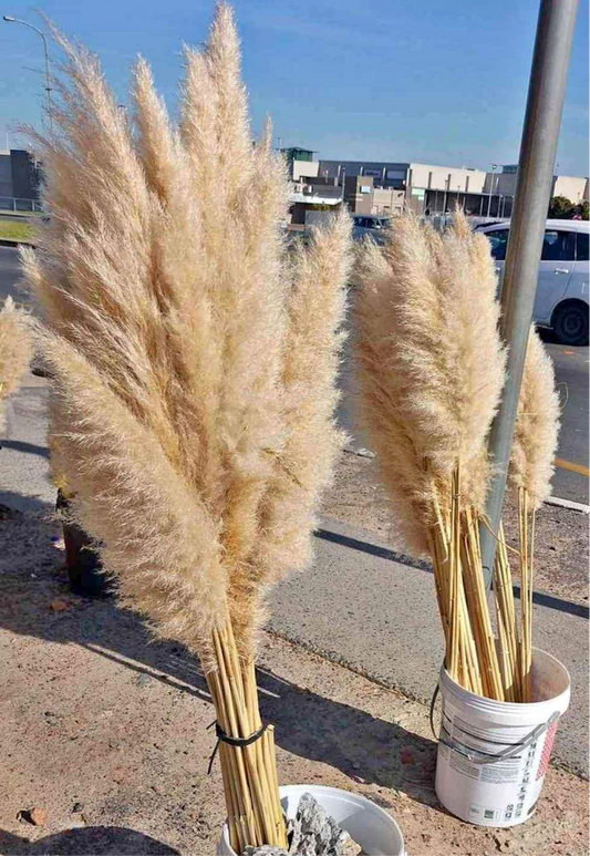 Natural Pampas Grass – Dried Decorative Plumes