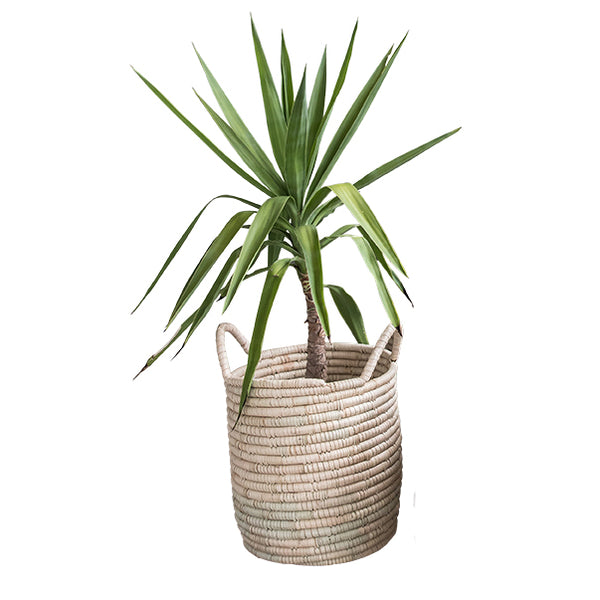 Experience both function and beauty with our Planter Baskets, handwoven from the ilala palm. With a variety of sizes and weave options, you are sure to find the perfect natural storage and container pieces for your home. Whether for blankets, laundry, plants, or toys, these baskets keep your space organised and stylish.