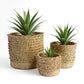 Malawi Furniture - Porcupine Basket with plant